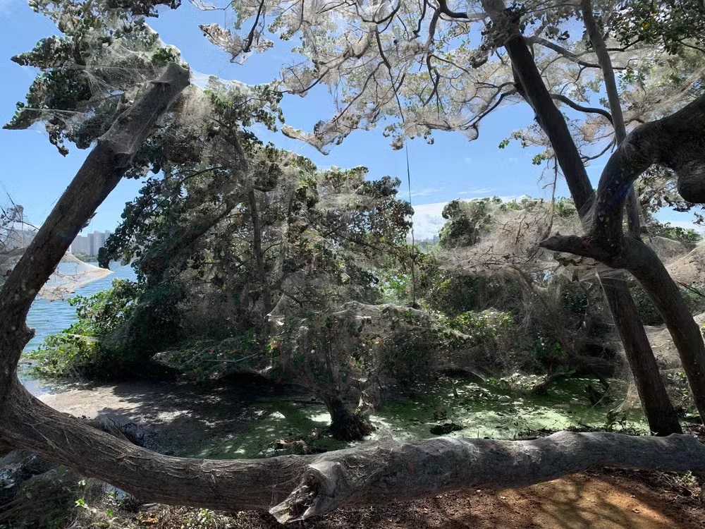 Lagoa da Jansen: Um Olhar Sobre a Proliferação de Aranhas e o Equilíbrio Ambiental